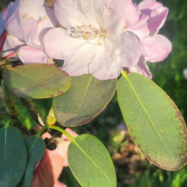 Rhododendron vernicosum Blomma