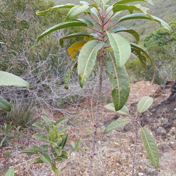 Bocquillonia sessiliflora Leaf