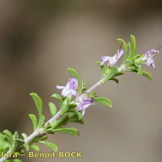 Satureja cuneifolia 其他