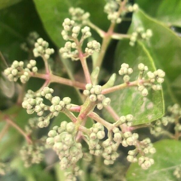 Viburnum odoratissimum Плід