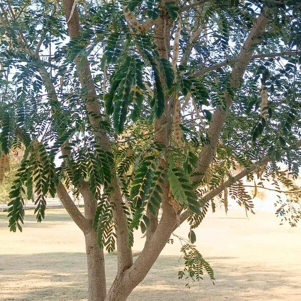 Albizia lebbeck Liść