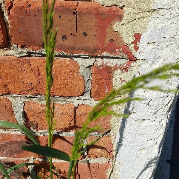 Poa trivialis Leaf