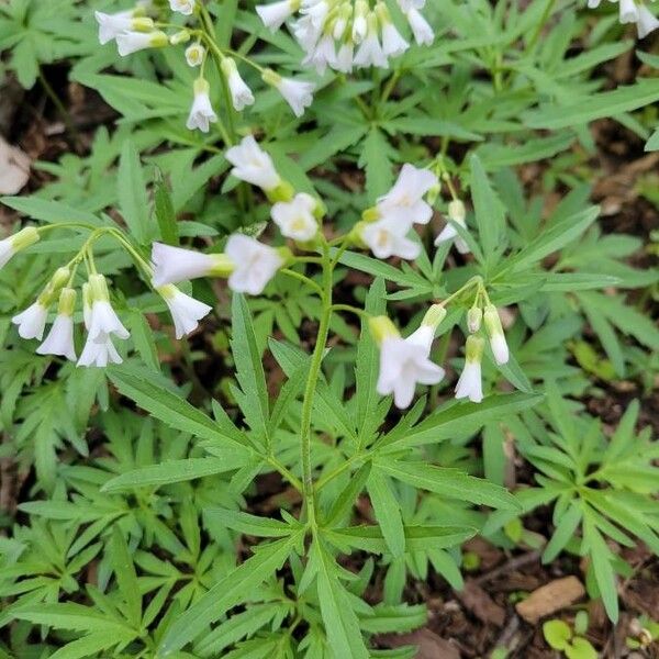 Cardamine concatenata Flower