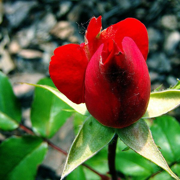 Rosa chinensis Λουλούδι