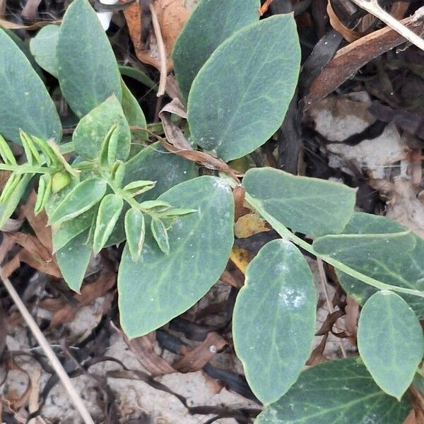 Lathyrus japonicus Leaf