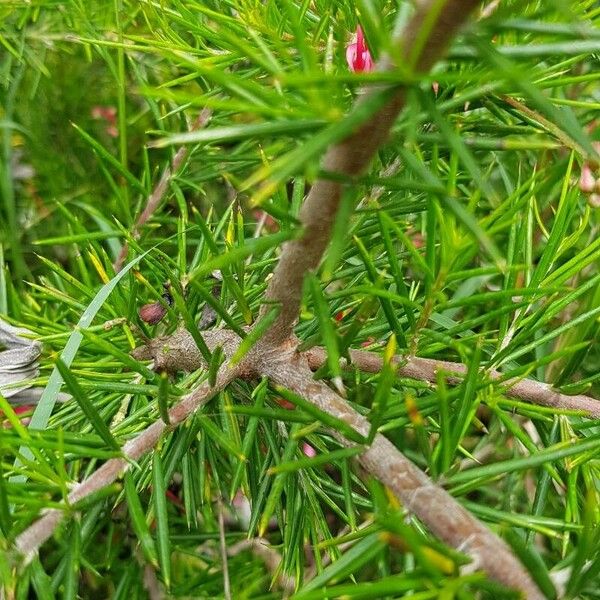 Grevillea juniperina چھال