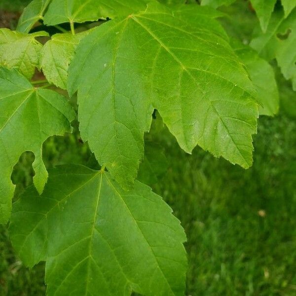 Acer rubrum Leaf