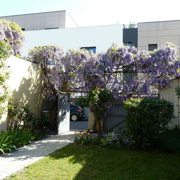 Wisteria sinensis Natur