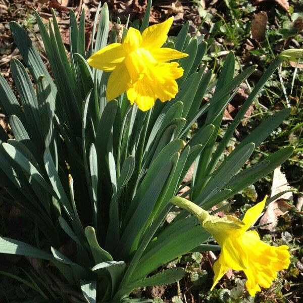 Narcissus pseudonarcissus Costuma