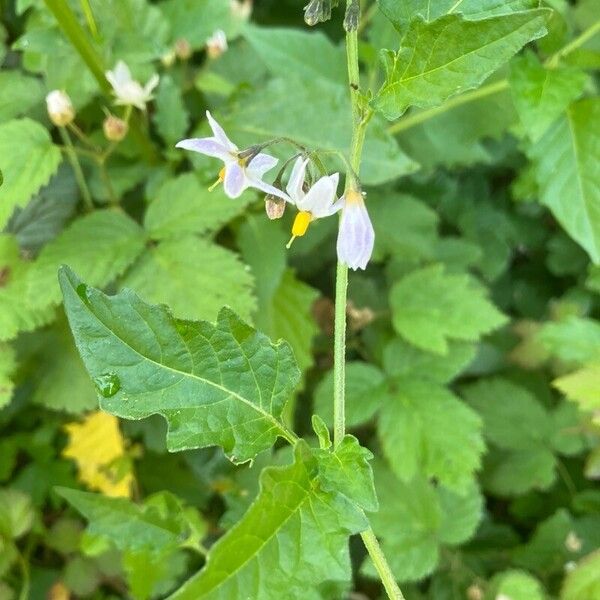 Solanum douglasii Flors