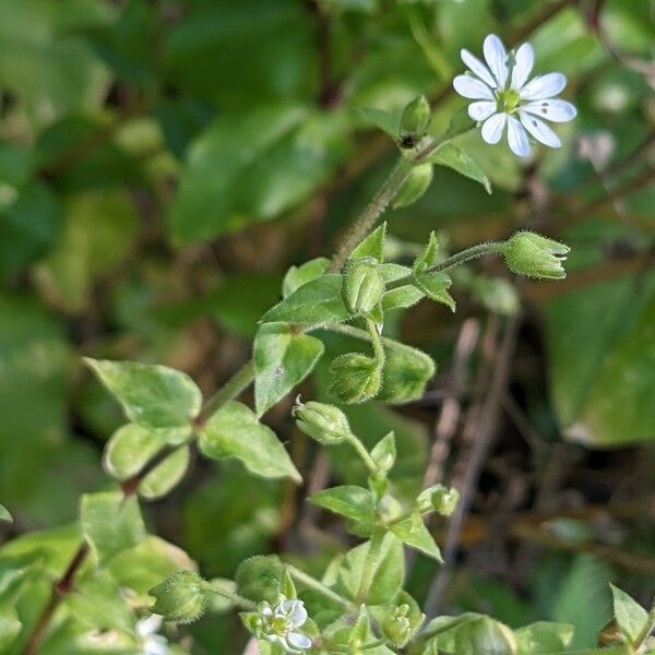 Stellaria aquatica Квітка