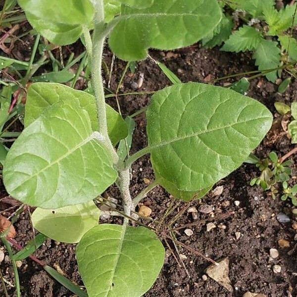 Nicotiana rustica Листок