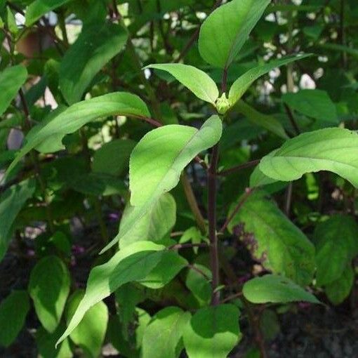 Salvia involucrata Ліст