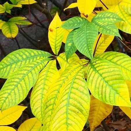 Aesculus parviflora Leaf