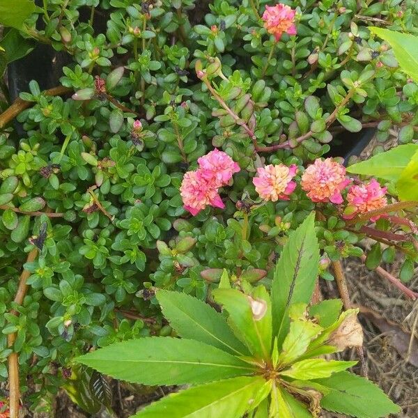 Rhododendron ferrugineum फूल