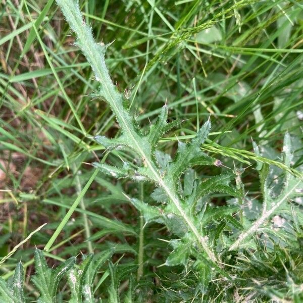 Cirsium palustre Foglia