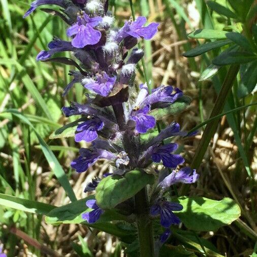 Ajuga reptans Žiedas