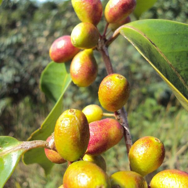 Eugenia astringens Fruit