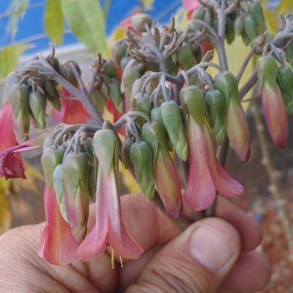 Kalanchoe delagoensis Çiçek