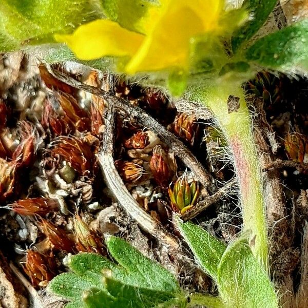 Potentilla crantzii Bark