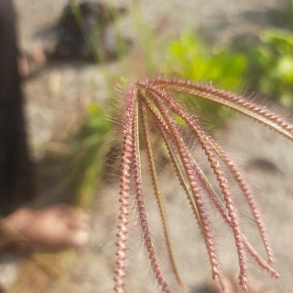 Chloris barbata Blodyn