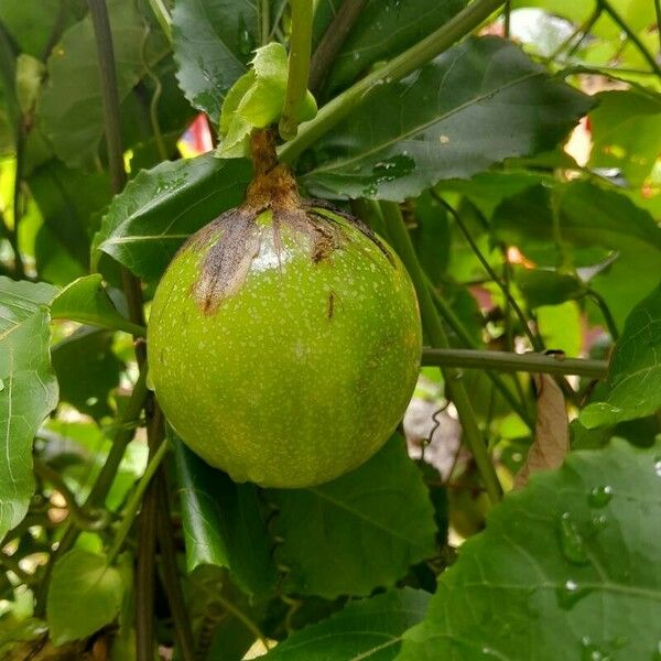 Passiflora edulis ᱡᱚ