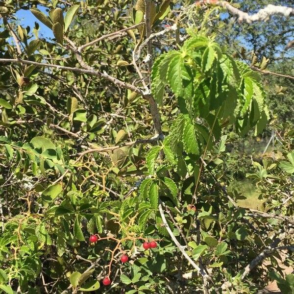 Cyphostemma hypoleucum (Double-barrel vine)