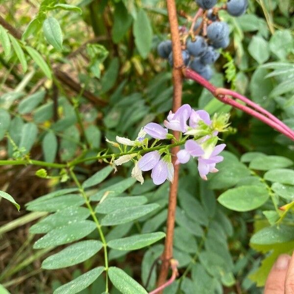 Galega officinalis Blatt