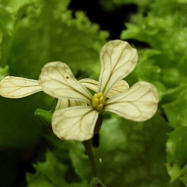 Eruca vesicaria Flower