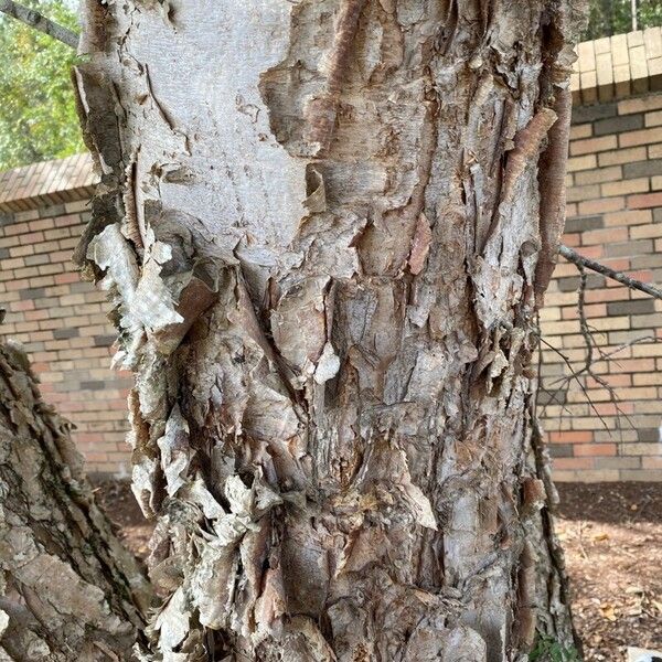 Betula nigra Bark