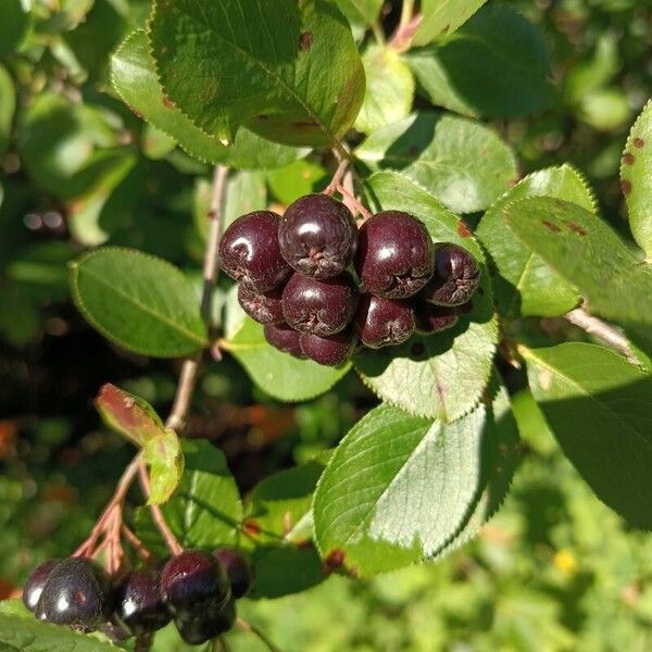 Aronia melanocarpa Ovoce