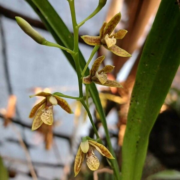 Prosthechea livida फूल