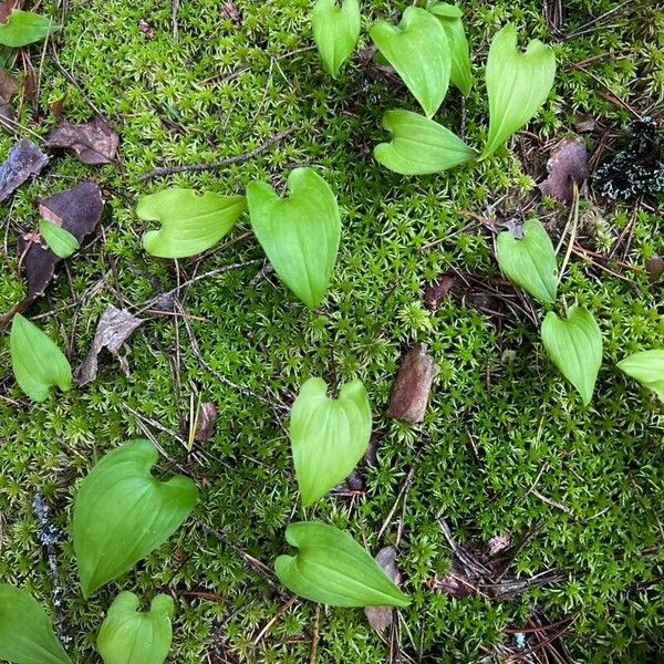 Maianthemum dilatatum Лист