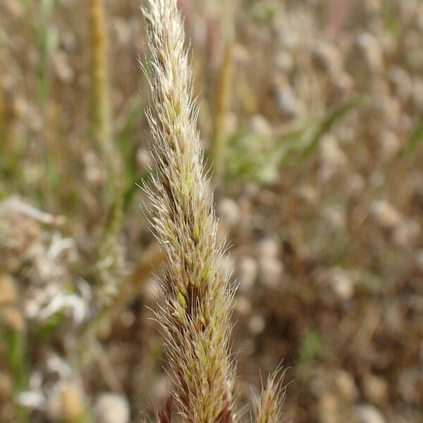 Trisetaria panicea Habit