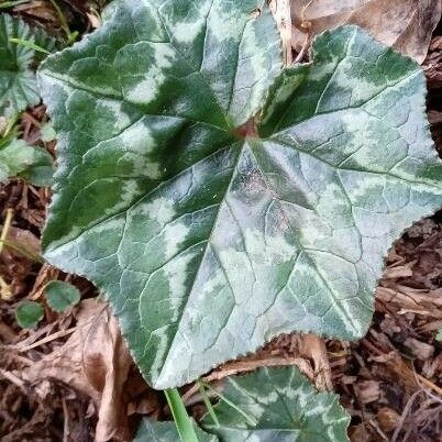 Cyclamen hederifolium Φύλλο