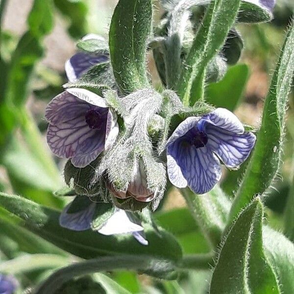 Cynoglossum creticum Цветок