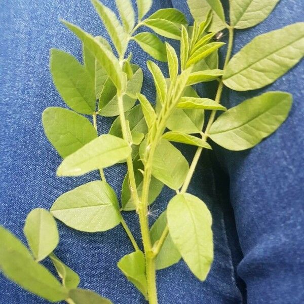 Glycyrrhiza glabra Leaf