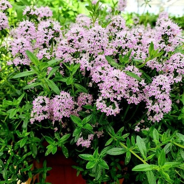 Thymus longicaulis List