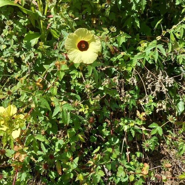 Hibiscus surattensis Flower