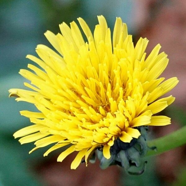 Sonchus oleraceus Õis