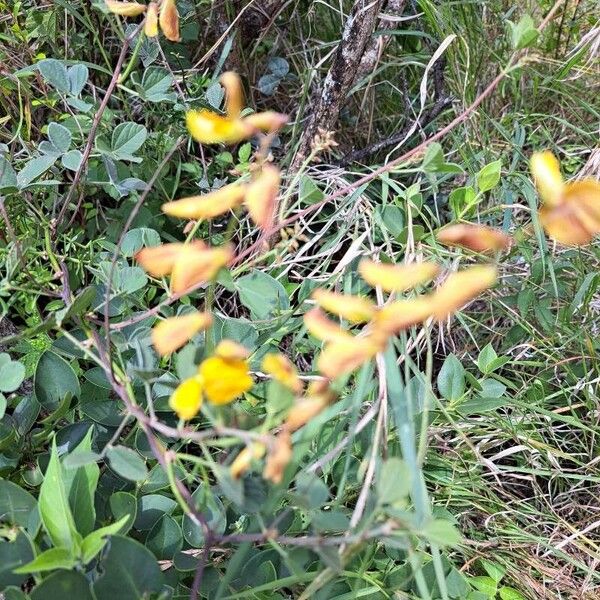 Rhynchosia minima Flower