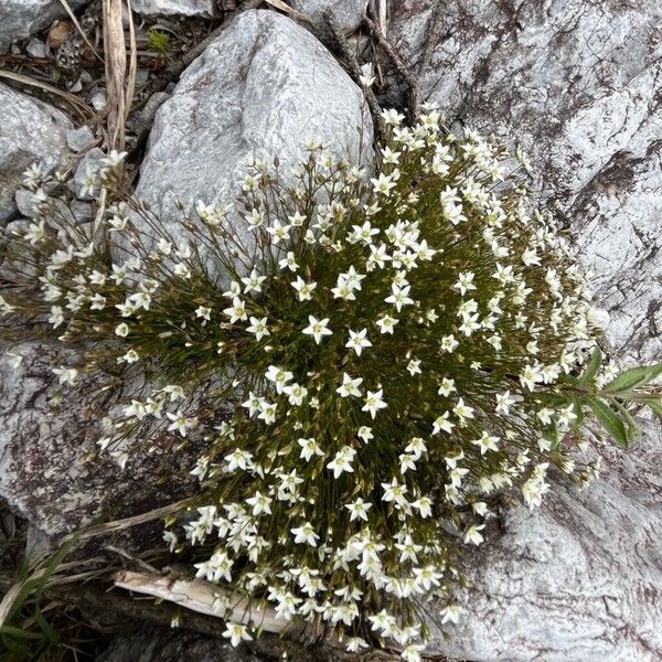 Sabulina verna Habit