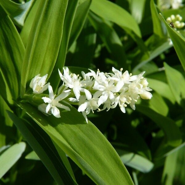 Maianthemum stellatum Flor