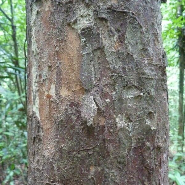 Myrcia decorticans Corteza