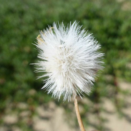 Agoseris apargioides Fruit