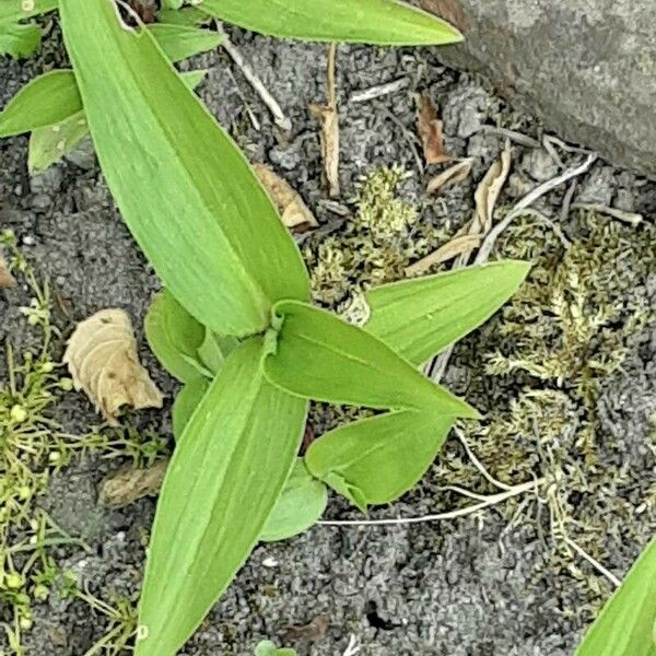 Commelina diffusa Hostoa