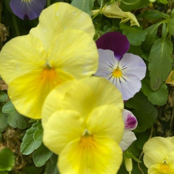 Viola cornuta Blomma