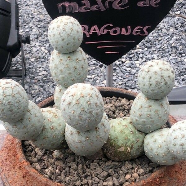 Tephrocactus alexanderi Yaprak