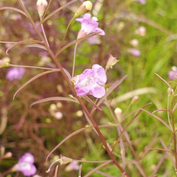 Agalinis tenuifolia Blomst