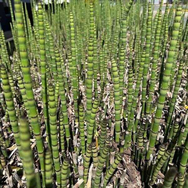 Equisetum hyemale Bark